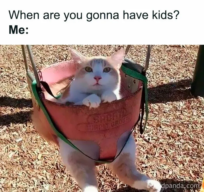 You Might Want To Stop Everything You’re Doing And Ogle At These 50 Hilarious Cat Memes
