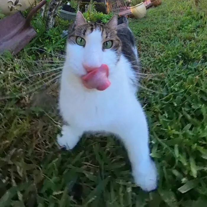 39 fotos graciosas de estos gatos que su dueño capturó con una cámara en 360º
