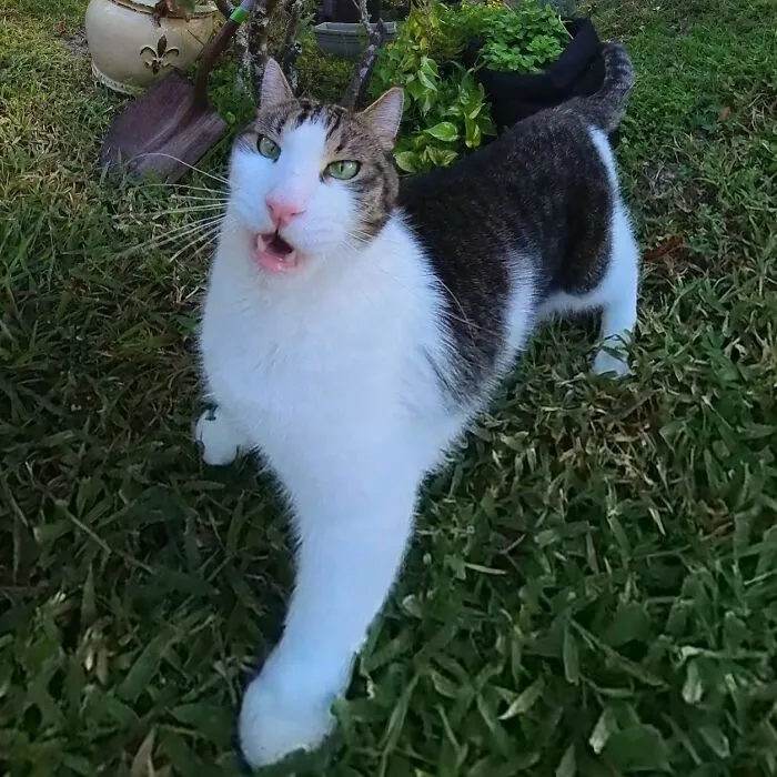 39 fotos graciosas de estos gatos que su dueño capturó con una cámara en 360º