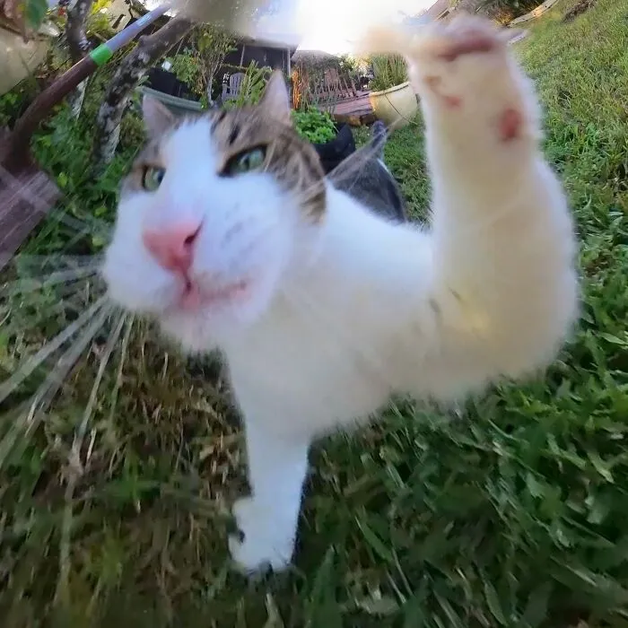 39 fotos graciosas de estos gatos que su dueño capturó con una cámara en 360º