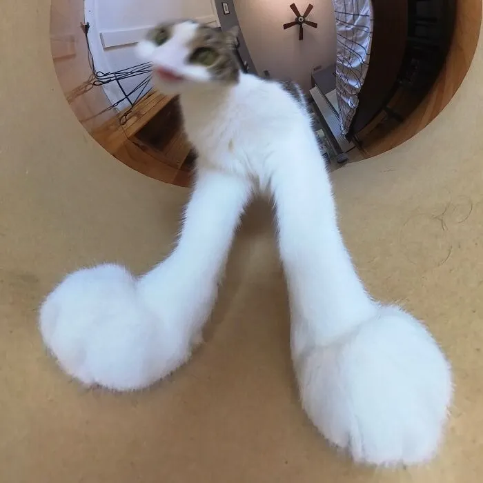 39 fotos graciosas de estos gatos que su dueño capturó con una cámara en 360º