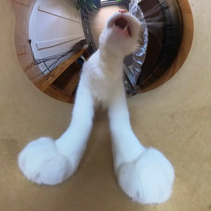 39 fotos graciosas de estos gatos que su dueño capturó con una cámara en 360º