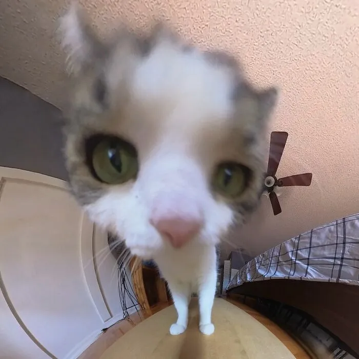 39 fotos graciosas de estos gatos que su dueño capturó con una cámara en 360º