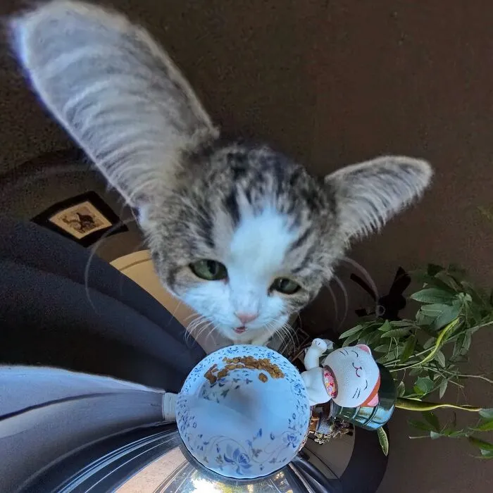 39 fotos graciosas de estos gatos que su dueño capturó con una cámara en 360º