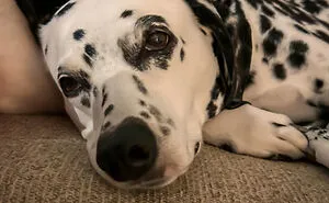 "In Your Eyes": 27 Pet Photographs That I Took