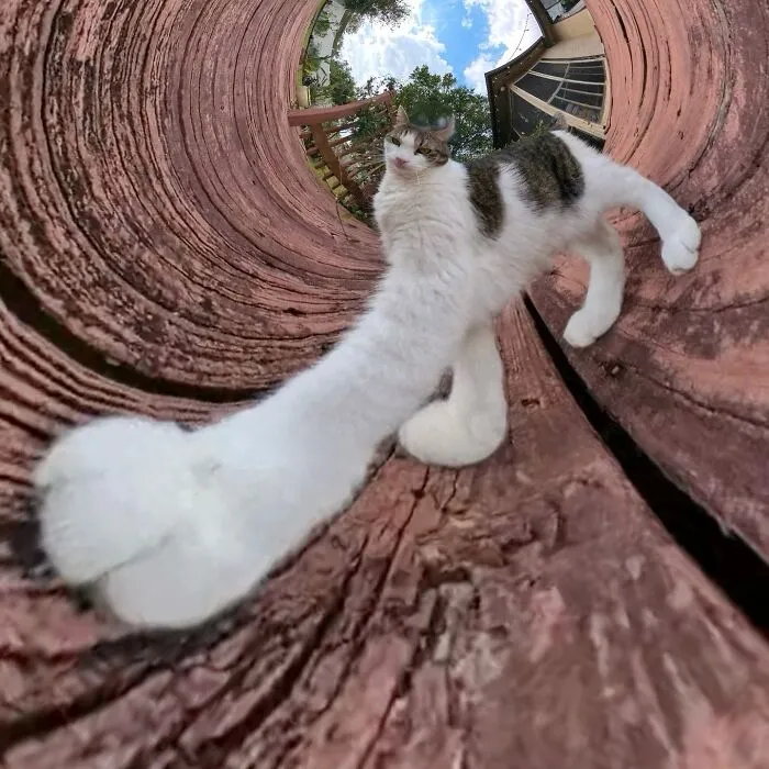 39 fotos graciosas de estos gatos que su dueño capturó con una cámara en 360º