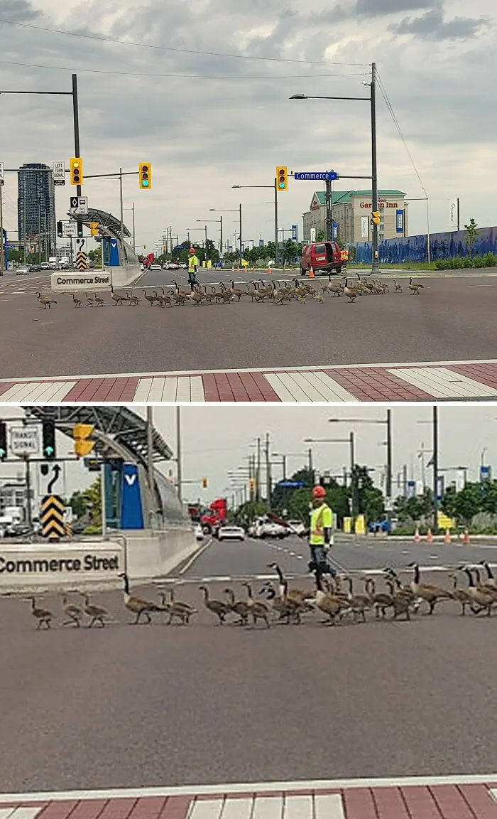 Huge Respect To This Guy Working At A Construction Site At Highway 7 And 400 Who Helped A Huge Flock Of Geese Cross The Busy Street