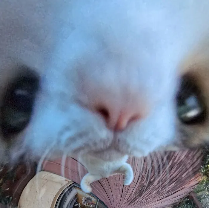 39 fotos graciosas de estos gatos que su dueño capturó con una cámara en 360º