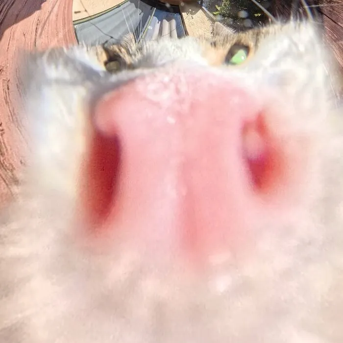 39 fotos graciosas de estos gatos que su dueño capturó con una cámara en 360º