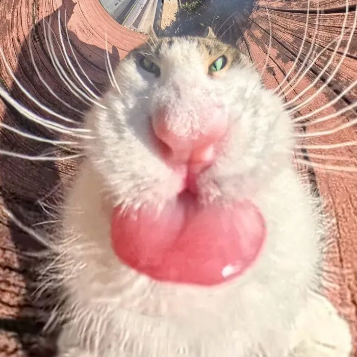 39 fotos graciosas de estos gatos que su dueño capturó con una cámara en 360º