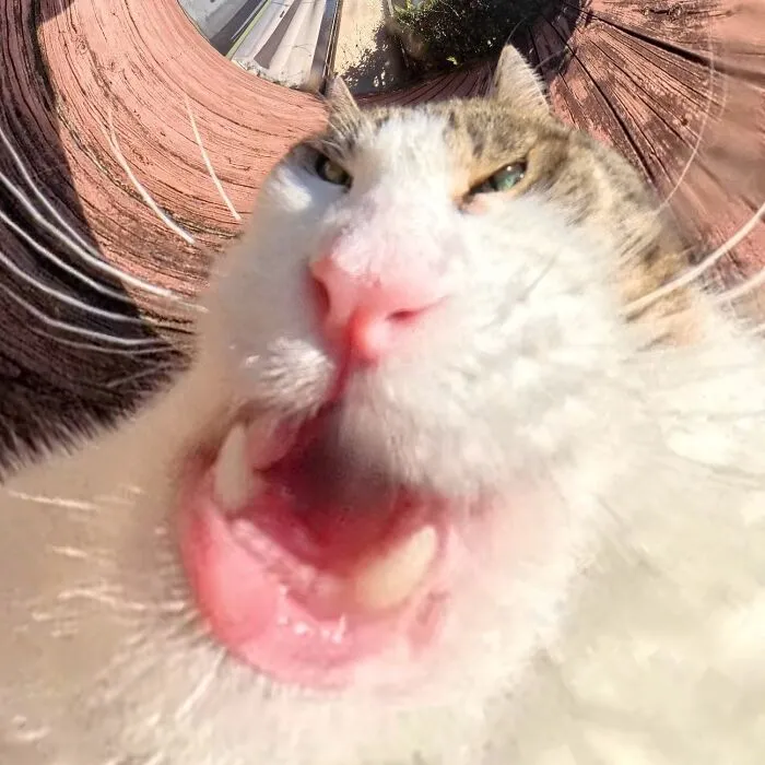 39 fotos graciosas de estos gatos que su dueño capturó con una cámara en 360º