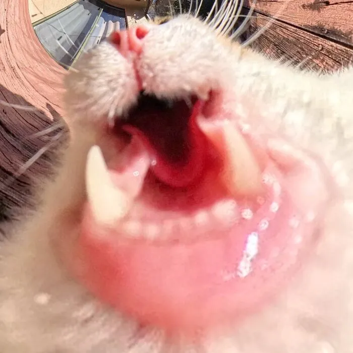 39 fotos graciosas de estos gatos que su dueño capturó con una cámara en 360º