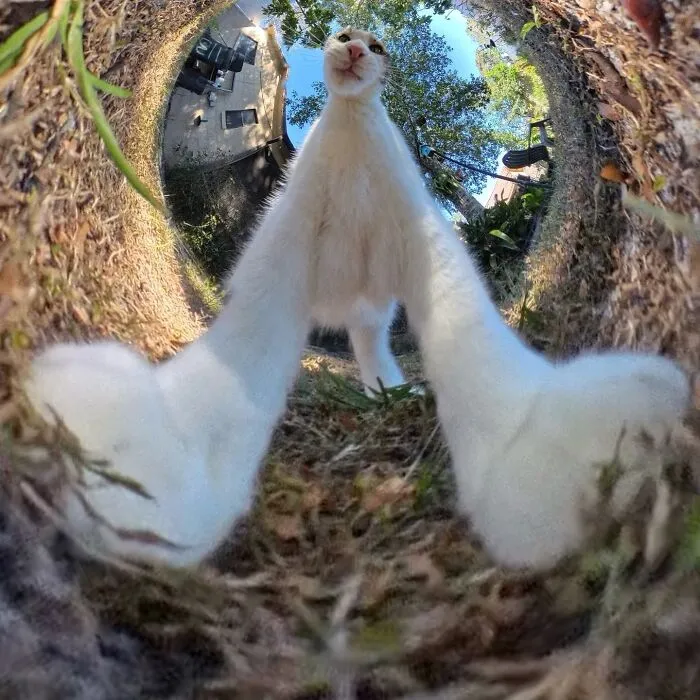 39 fotos graciosas de estos gatos que su dueño capturó con una cámara en 360º