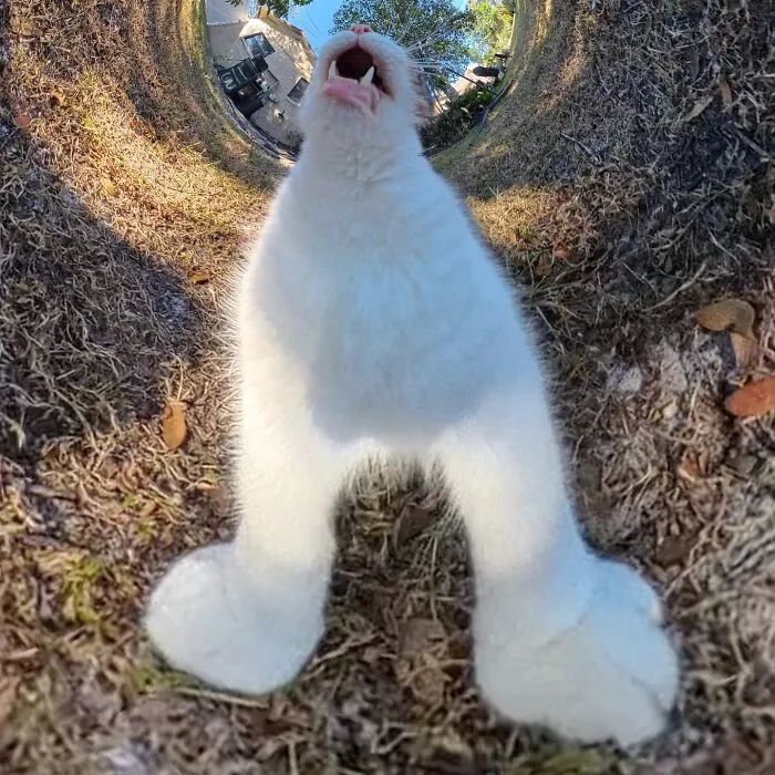 39 fotos graciosas de estos gatos que su dueño capturó con una cámara en 360º
