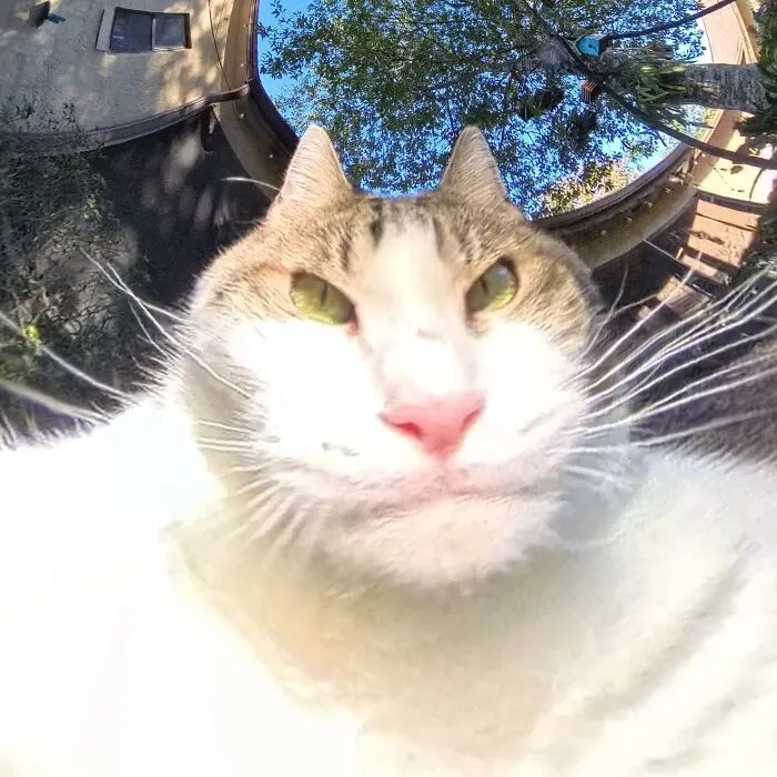 39 fotos graciosas de estos gatos que su dueño capturó con una cámara en 360º