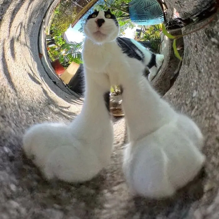 39 fotos graciosas de estos gatos que su dueño capturó con una cámara en 360º