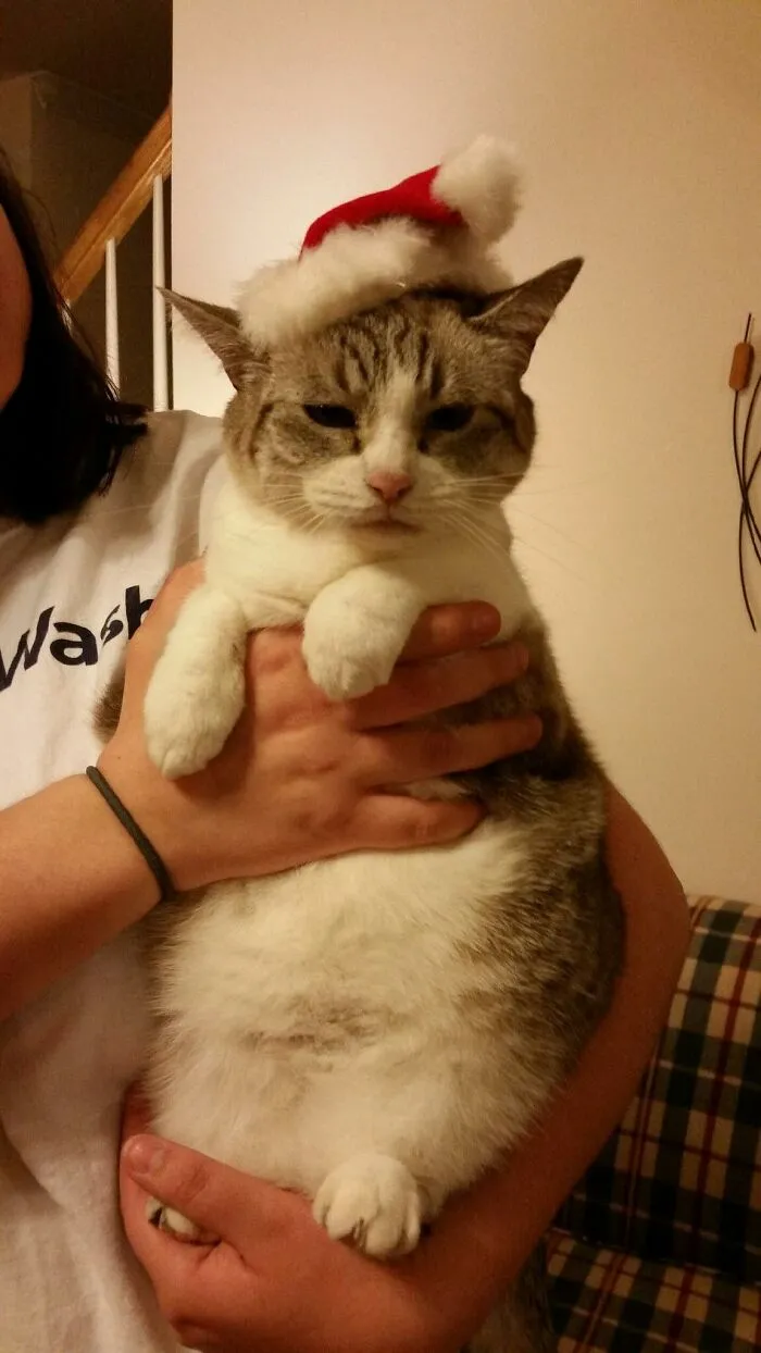 32 Ameowsing Pics Of Stuff On Cats That Might Make You An Instant Fan Of Felines