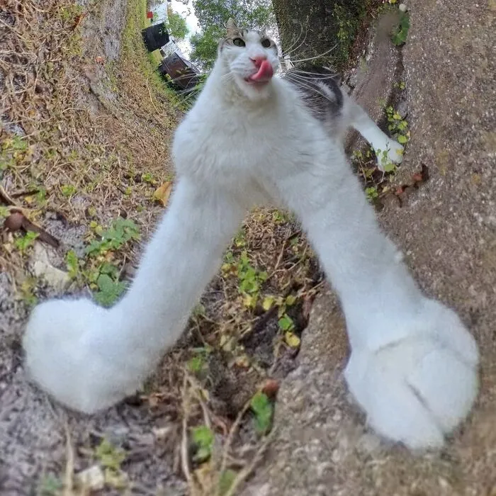 39 fotos graciosas de estos gatos que su dueño capturó con una cámara en 360º