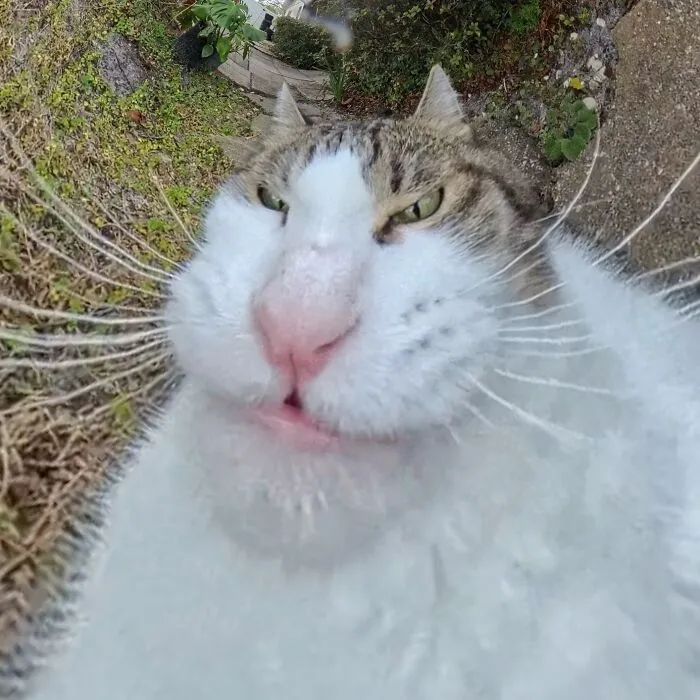 39 fotos graciosas de estos gatos que su dueño capturó con una cámara en 360º