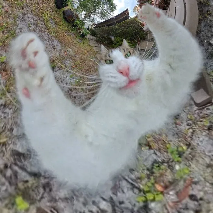 39 fotos graciosas de estos gatos que su dueño capturó con una cámara en 360º