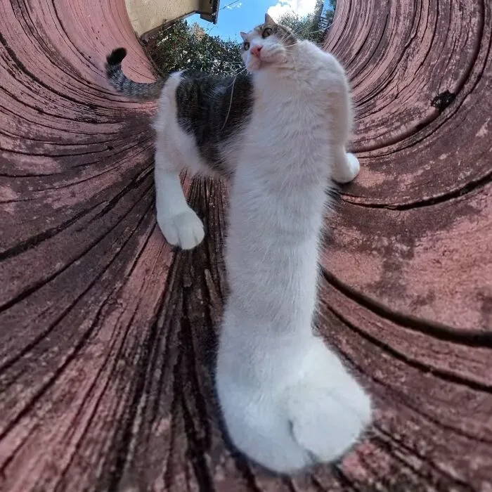 39 fotos graciosas de estos gatos que su dueño capturó con una cámara en 360º