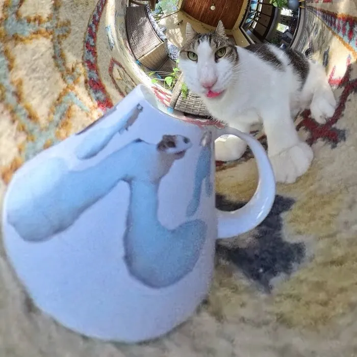 39 fotos graciosas de estos gatos que su dueño capturó con una cámara en 360º