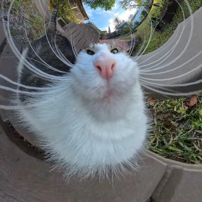 39 fotos graciosas de estos gatos que su dueño capturó con una cámara en 360º