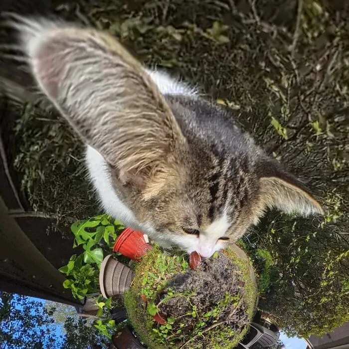 39 fotos graciosas de estos gatos que su dueño capturó con una cámara en 360º