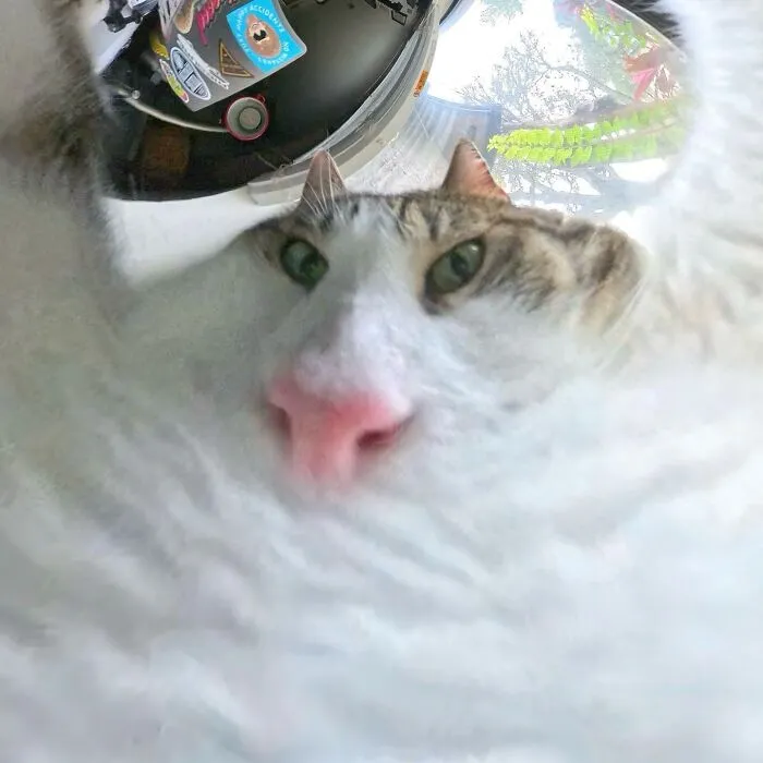 39 fotos graciosas de estos gatos que su dueño capturó con una cámara en 360º