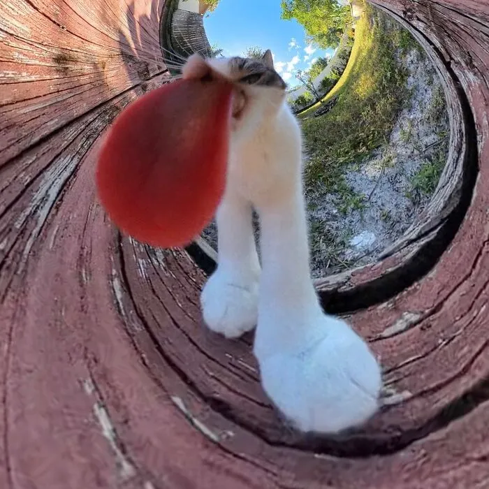 39 fotos graciosas de estos gatos que su dueño capturó con una cámara en 360º