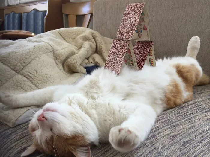 32 Ameowsing Pics Of Stuff On Cats That Might Make You An Instant Fan Of Felines