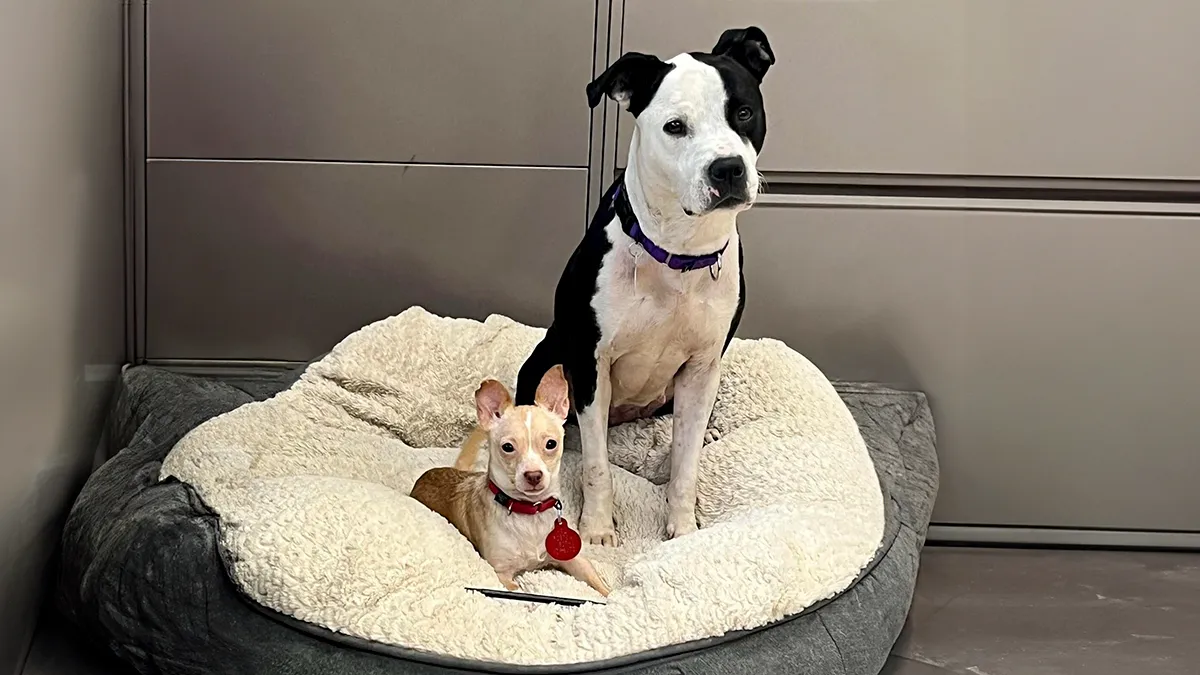 Two Completely Different Dogs Create The Most Beautiful Bond In A Shelter, And People Are Obsessed 