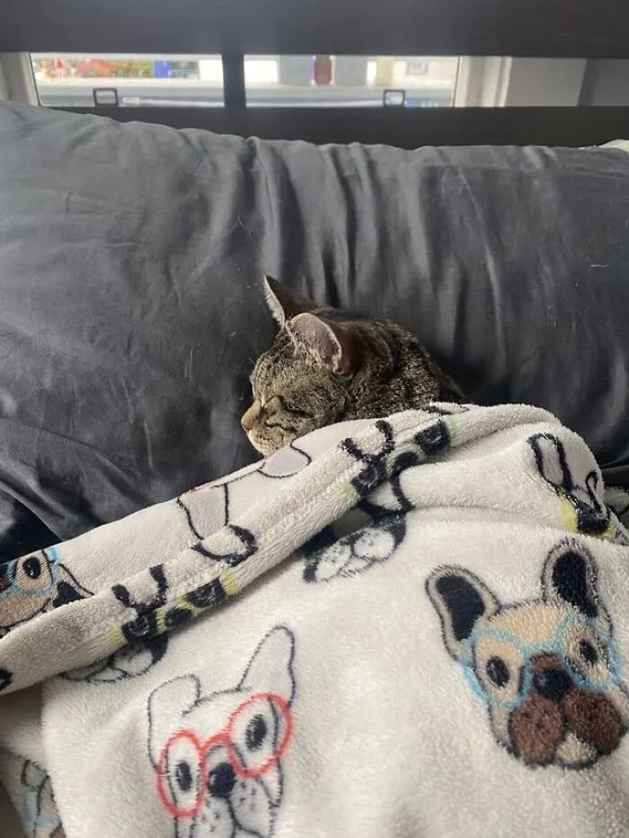 Tucked kitten under a cozy dog-patterned blanket, sleeping on a dark pillow.
