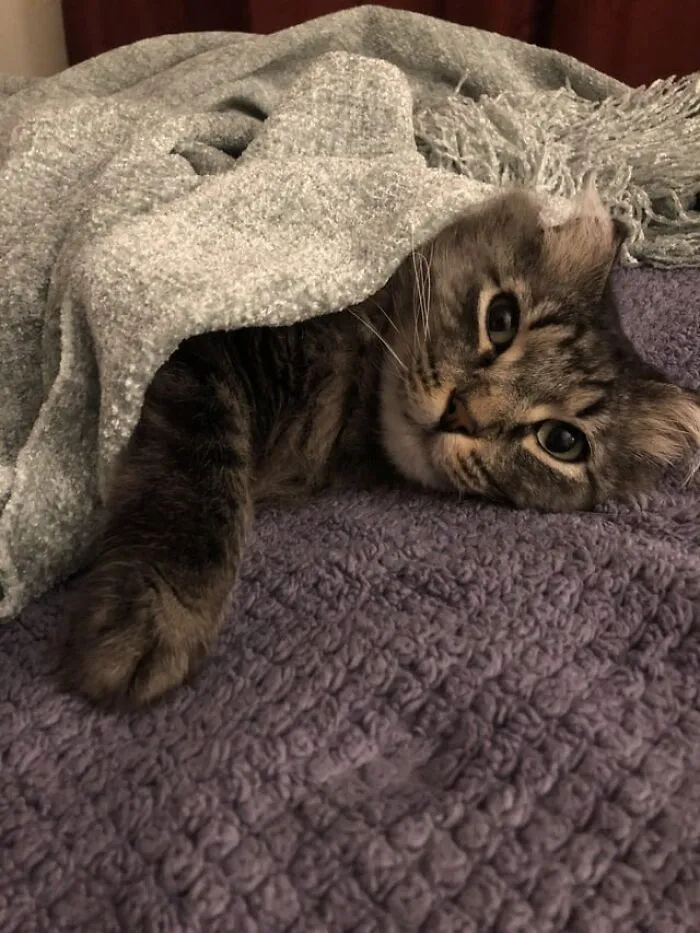 Meet Fuzzynuckets. He's 6 Today. Found Him Abandoned In A Hole In My Yard Just A Few Hours Old 6 Years Ago