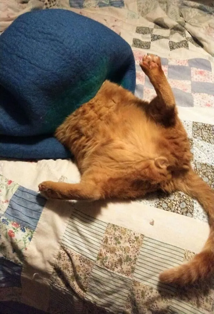 Seth Attempted To Tuck Himself In. A+ For Effort, Seth