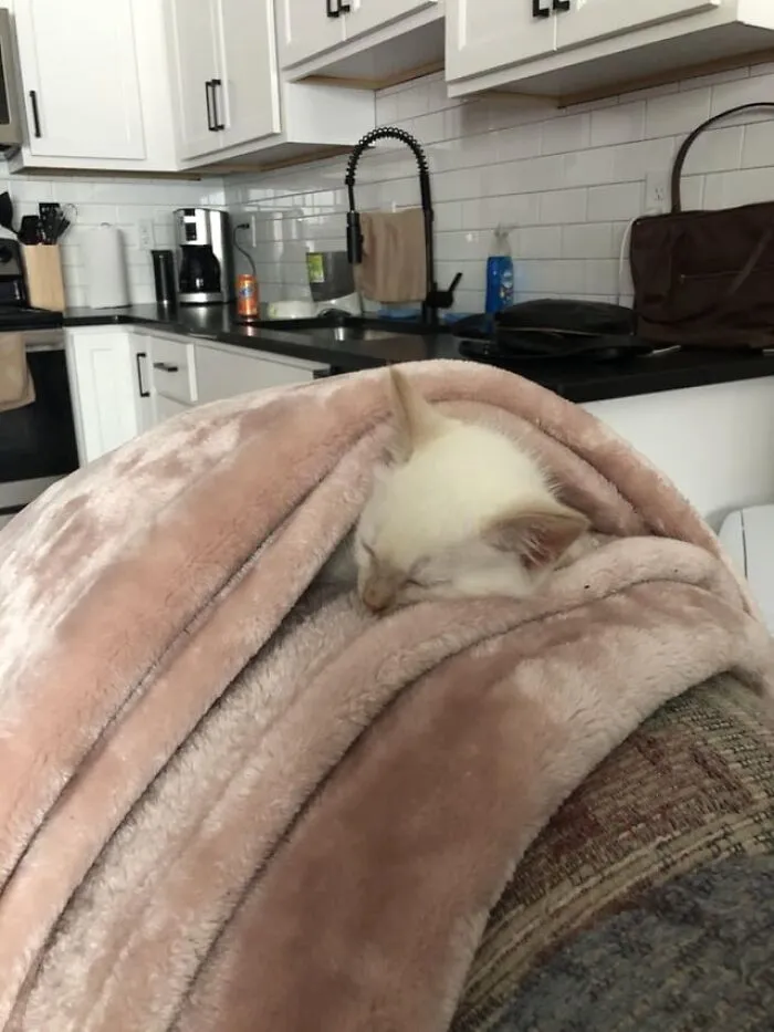 Thought I Had Lost My Kitten! I Looked Everywhere. Turns Out, She Just Went And Tucked Herself Into My Blanket For A Little Cat Nap!