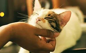 45 Sweet Internet Moments That Put Kindness Front and Center