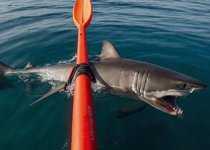 “Full Size Refrigerator Just Floating”: 30 Wild Sightings At Sea To Make You Ever-More Cautious