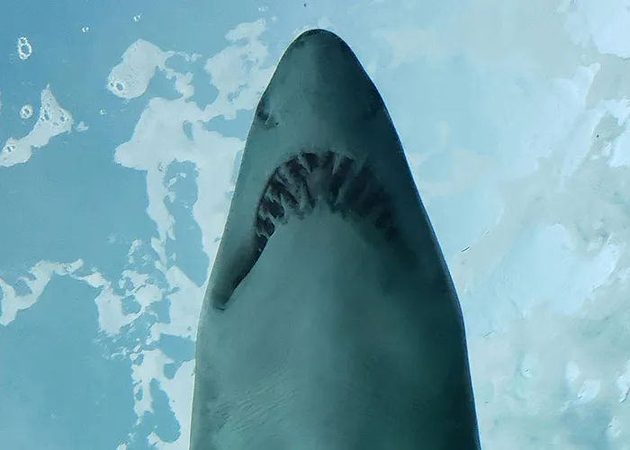 “Full Size Refrigerator Just Floating”: 30 Wild Sightings At Sea To Make You Ever-More Cautious