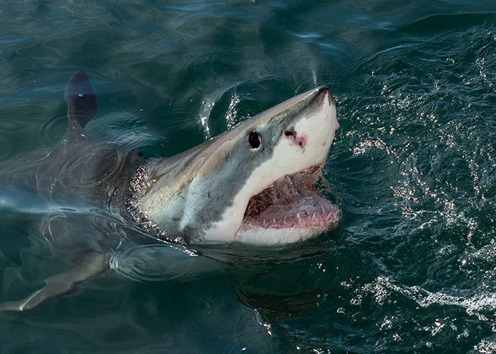“Full Size Refrigerator Just Floating”: 30 Wild Sightings At Sea To Make You Ever-More Cautious