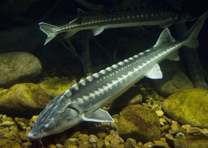 “Full Size Refrigerator Just Floating”: 30 Wild Sightings At Sea To Make You Ever-More Cautious