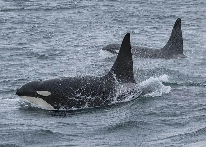 “Full Size Refrigerator Just Floating”: 30 Wild Sightings At Sea To Make You Ever-More Cautious