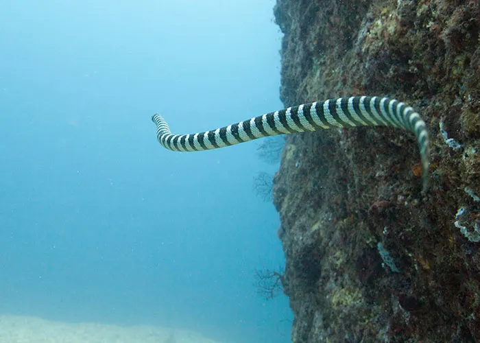 “Full Size Refrigerator Just Floating”: 30 Wild Sightings At Sea To Make You Ever-More Cautious