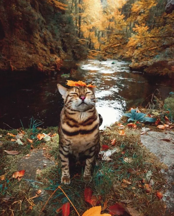 32 Ameowsing Pics Of Stuff On Cats That Might Make You An Instant Fan Of Felines