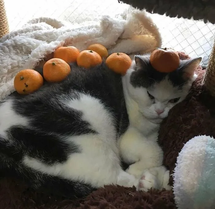 32 Ameowsing Pics Of Stuff On Cats That Might Make You An Instant Fan Of Felines