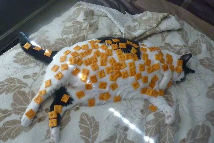 32 Ameowsing Pics Of Stuff On Cats That Might Make You An Instant Fan Of Felines