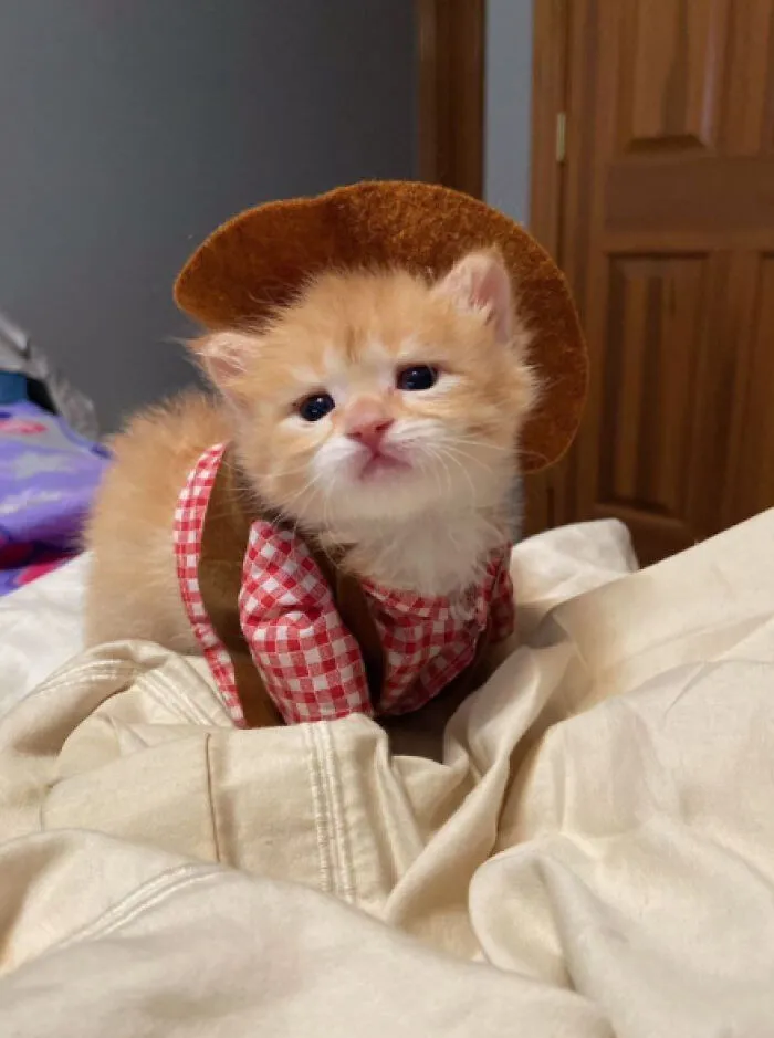 32 Ameowsing Pics Of Stuff On Cats That Might Make You An Instant Fan Of Felines