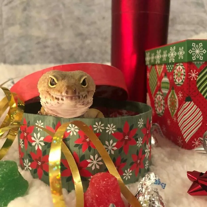 I Mean Let’s Be Real. I’m The Best Gift Of All