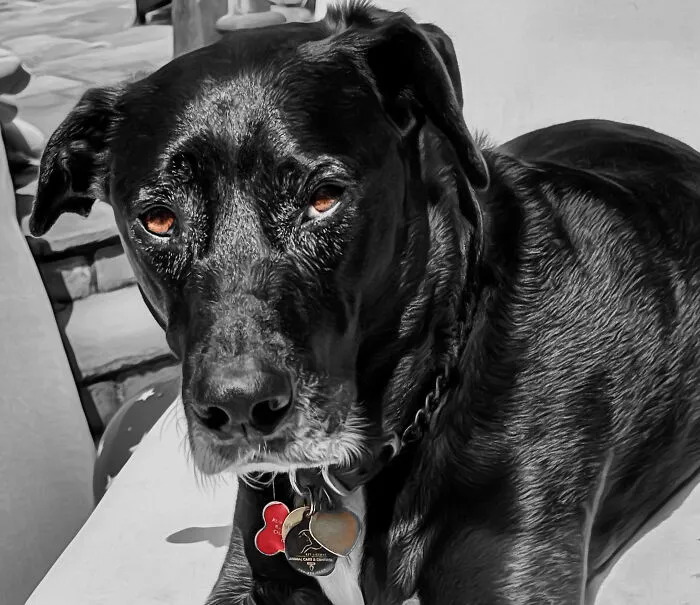 Mr Tux