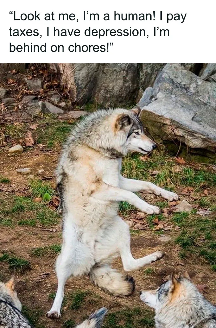 50 Memes That Prove Your Existential Crisis Might Be A Shared Human Experience